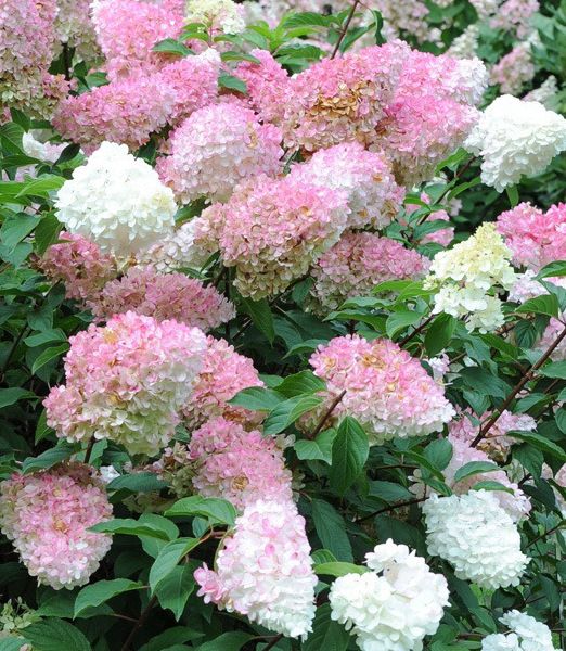 Hydrangea paniculata 'Pink Lady' 
